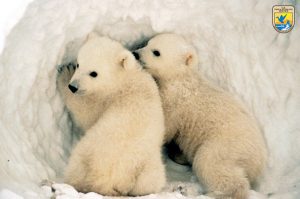 Polar Bear Cubs - USFish & Wildlife Service photo